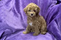 Maggie, a female Poodle - Toy  for sale in Buffalo, MO – Photo 8 of 8