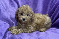 Maggie, a female Poodle - Toy  for sale in Buffalo, MO – Photo 2 of 8