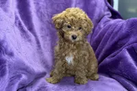 Maggie, a female Poodle - Toy  for sale in Buffalo, MO – Photo 3 of 8