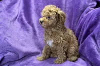Maggie, a female Poodle - Toy  for sale in Buffalo, MO – Photo 5 of 8