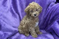 Maggie, a female Poodle - Toy  for sale in Buffalo, MO – Photo 4 of 8