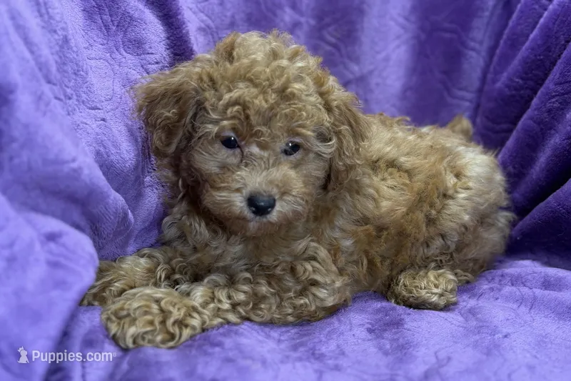 Maggie – Poodle - Toy  puppy for sale in Buffalo, MO