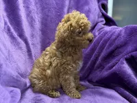 Maggie, a female Poodle - Toy  for sale in Buffalo, MO – Photo 6 of 8