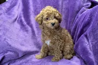Maggie, a female Poodle - Toy  for sale in Buffalo, MO – Photo 7 of 8