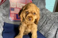 Mally, a female Cocker Spaniel for sale in Buffalo, MO – 3 of 7