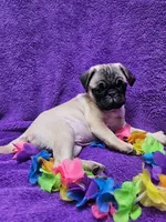 Bailey, a female Pug for sale in Buffalo, MO – 3 of 9