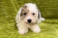 Lil Daxton, a male Poodle - Toy  for sale in Buffalo, MO – 3 of 6