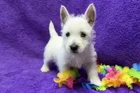 Lady, a female West Highland White Terrier for sale in Buffalo, MO – 5 of 5