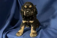 Hugo, a male Cocker Spaniel for sale in Buffalo, MO – 3 of 7
