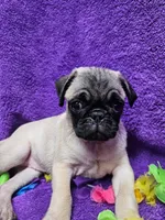 Bailey, a female Pug for sale in Buffalo, MO – 4 of 9