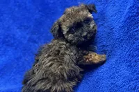 Ozzie, a male Poodle - Toy  for sale in Buffalo, MO – Photo 8 of 9