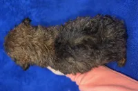 Ozzie, a male Poodle - Toy  for sale in Buffalo, MO – Photo 6 of 9