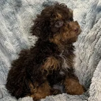 Ozzie, a male Poodle - Toy  for sale in Buffalo, MO – Photo 6 of 7