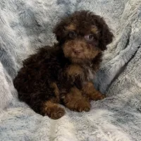 Ozzie, a male Poodle - Toy  for sale in Buffalo, MO – Photo 7 of 7