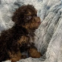 Ozzie, a male Poodle - Toy  for sale in Buffalo, MO – Photo 5 of 7