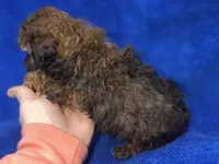 Ozzie, a male Poodle - Toy  for sale in Buffalo, MO – Photo 3 of 9