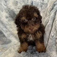 Ozzie, a male Poodle - Toy  for sale in Buffalo, MO – Photo 3 of 7
