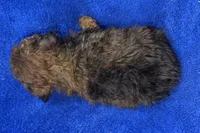 Ozzie, a male Poodle - Toy  for sale in Buffalo, MO – Photo 2 of 9