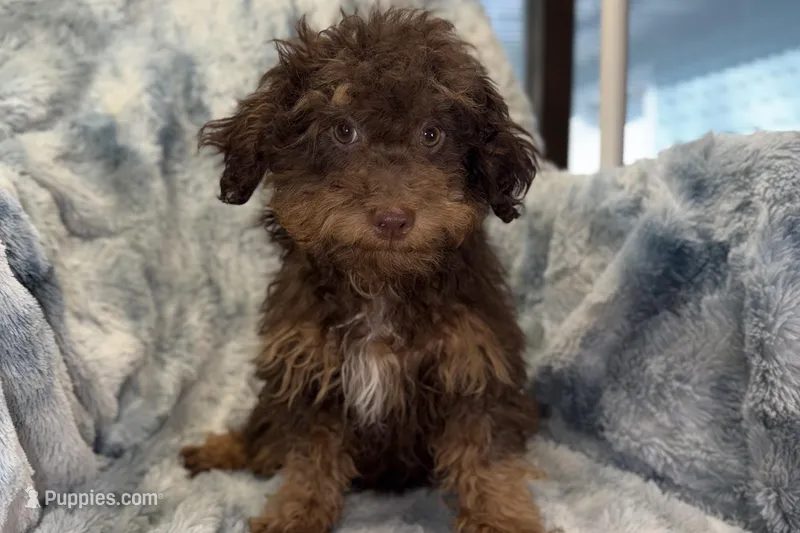 Ozzie – Poodle - Toy  puppy for sale in Buffalo, MO