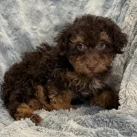 Ozzie, a male Poodle - Toy  for sale in Buffalo, MO – Photo 4 of 7