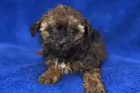 Ozzie, a male Poodle - Toy  for sale in Buffalo, MO – Photo 1 of 9