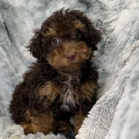 Ozzie, a male Poodle - Toy  for sale in Buffalo, MO – Photo 2 of 7