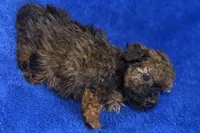 Ozzie, a male Poodle - Toy  for sale in Buffalo, MO – Photo 9 of 9