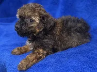 Ozzie, a male Poodle - Toy  for sale in Buffalo, MO – Photo 5 of 9