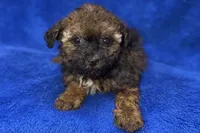 Ozzie, a male Poodle - Toy  for sale in Buffalo, MO – Photo 7 of 9