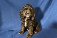 Hazel, a female Cocker Spaniel for sale in Buffalo, MO – 4 of 8