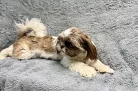Duce, a male Shih Tzu for sale in Buffalo, MO – 5 of 6