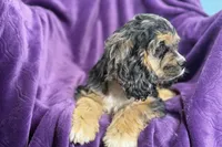 Heidi, a female Cocker Spaniel for sale in Buffalo, MO – 5 of 9