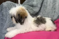 Lolly, a female Lhasa Apso for sale in Buffalo, MO – 8 of 8
