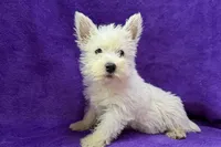 Wilma, a female West Highland White Terrier for sale in Buffalo, MO – 4 of 5