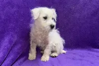 Peaches, a female West Highland White Terrier for sale in Buffalo, MO – 5 of 7