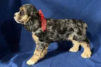 Heidi, a female Cocker Spaniel for sale in Buffalo, MO – 6 of 7