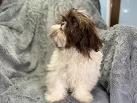 Duce, a male Shih Tzu for sale in Buffalo, MO – 3 of 8