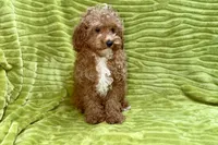 Lee, a male Poodle - Toy  for sale in Buffalo, MO – 8 of 9