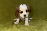 Tate, a male Cavalier King Charles Spaniel for sale in Buffalo, MO – 8 of 8