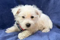 Ranger, a male West Highland White Terrier for sale in Buffalo, MO – 3 of 4