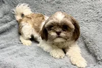 Duce, a male Shih Tzu for sale in Buffalo, MO – 2 of 6