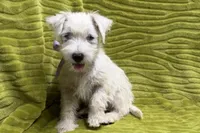 Poppy, a female West Highland White Terrier for sale in Buffalo, MO – 7 of 7