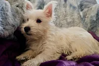 Winter, a female West Highland White Terrier for sale in Buffalo, MO – 6 of 9