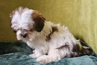 Lucas, a male Lhasa Apso for sale in Buffalo, MO – 2 of 6