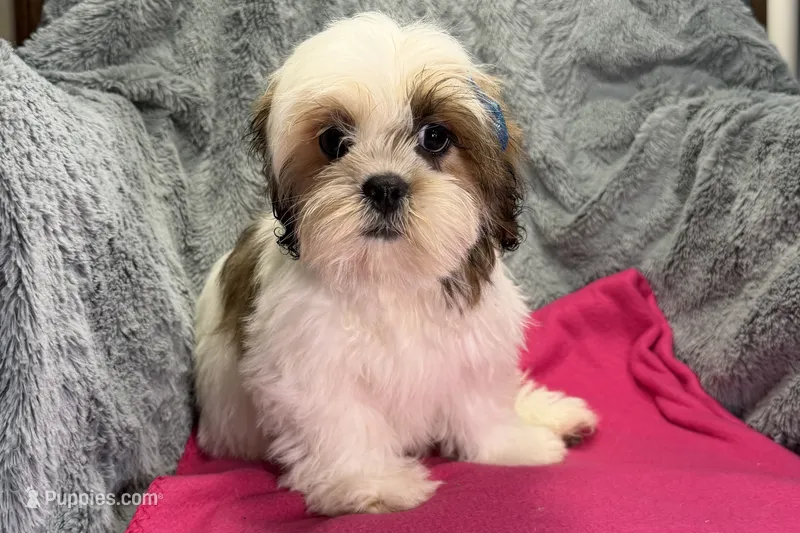 Luna – Lhasa Apso puppy for sale in Buffalo, MO