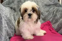 Luna, a female Lhasa Apso for sale in Buffalo, MO – 1 of 6