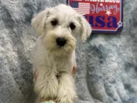 Otis- AKC, a male Miniature Schnauzer for sale in Buffalo, MO – 3 of 5