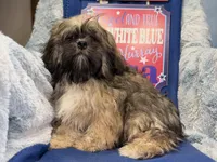 Romeo, a male Lhasa Apso for sale in Buffalo, MO – 2 of 6