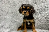 Scout, a male Cavalier King Charles Spaniel for sale in Buffalo, MO – 9 of 9