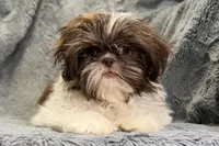 Duce, a male Shih Tzu for sale in Buffalo, MO – 2 of 8
